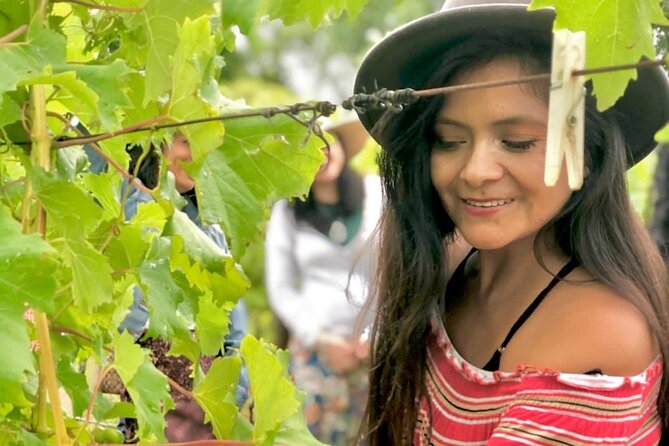 Hinterland Heritage Wine Tour - What your $143.45 covers