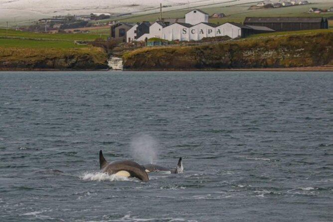 Historic Orkney Private Odyssey Tour By a Native Islander - The Ring of Brodgar and Stenness