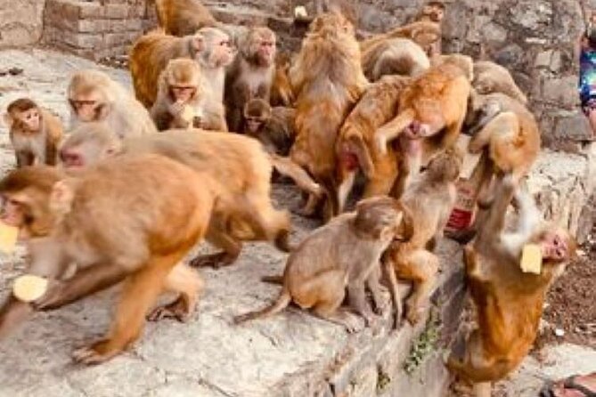 Kathmandu Private Sightseeing Tour | UNESCO World Heritage Sites - Pashupatinath and Guhyeshwari: Kathmandu’s Hindu heart