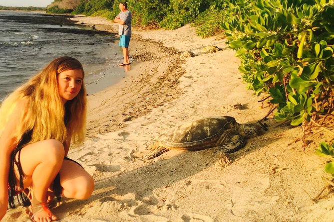 Kona Shore Excursion: Sea Turtles, Historic Kona & Coffee - Honaunau lunch, with poke and island flavors