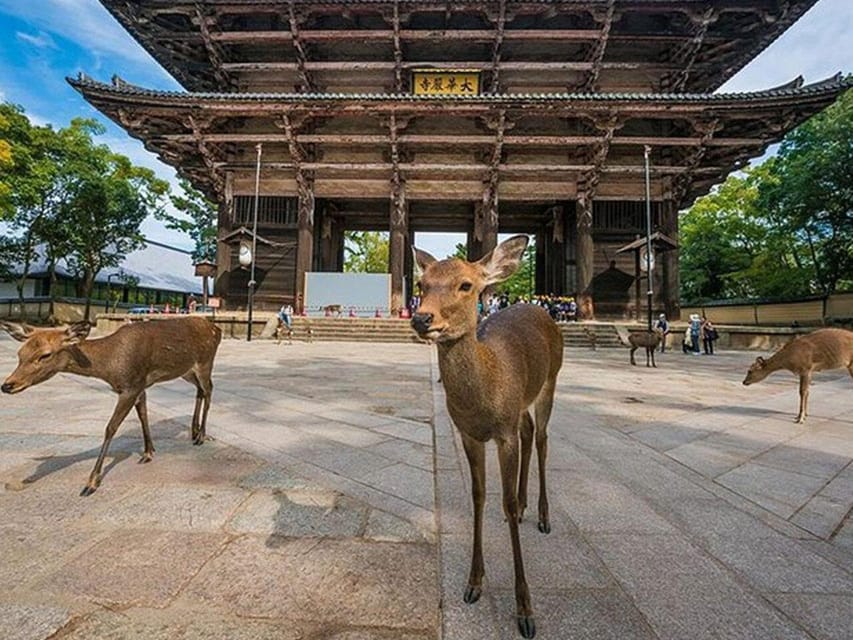 Kyoto/Osaka: Kyoto and Nara Sites & History Day Trip - Nishiki Market and the question of lunch