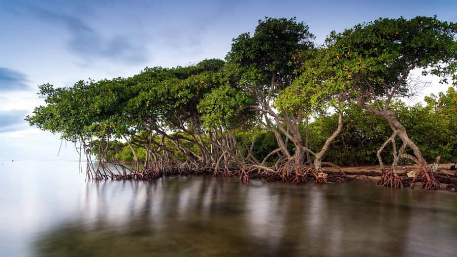 Mangroves, cultural fishing, black heritage town and lunch - Learning to cast a fishing net