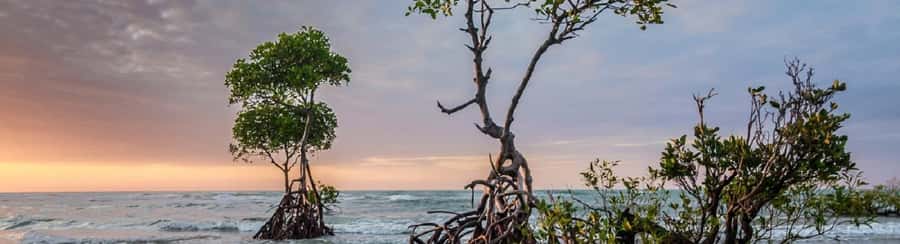 Mangroves, cultural fishing, black heritage town and lunch - The short beach walk before Cartagena
