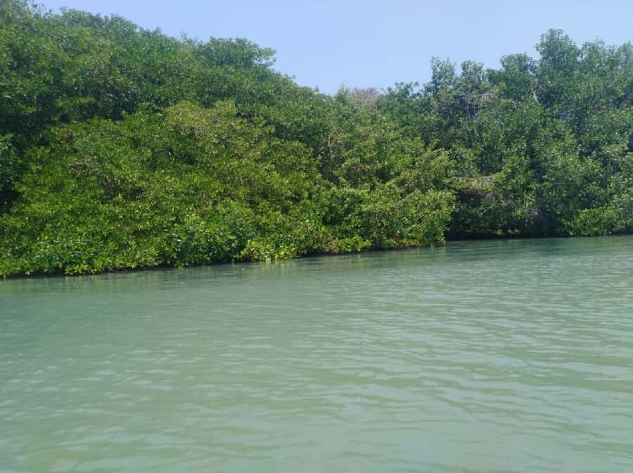 Mangroves, cultural fishing, black heritage town and lunch - Guides, language, and the pace of the day