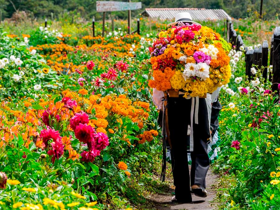 Medellín: Flower Farm & Silletero History Tour - Key points at a glance