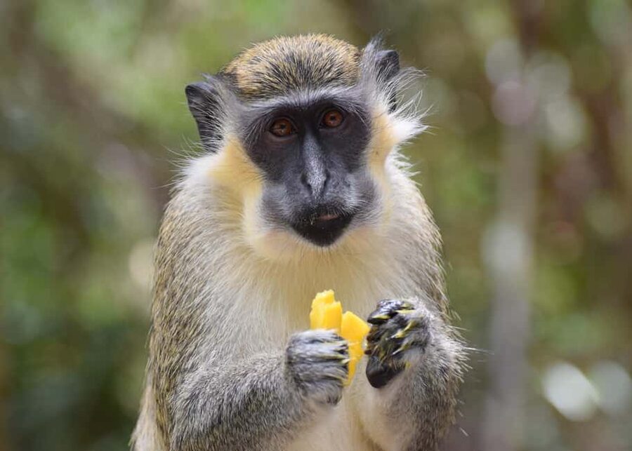 Monkey Feeding & Historic Sugar Plantation & Rum Distillery - Why this half-day tour works well