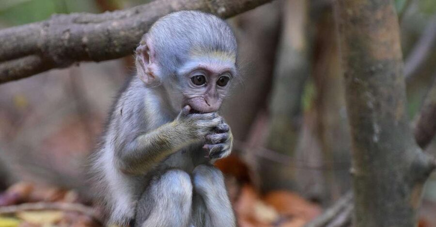 Monkey Feeding & Historic Sugar Plantation & Rum Distillery - What the 4.7 rating tells you, and what it does not
