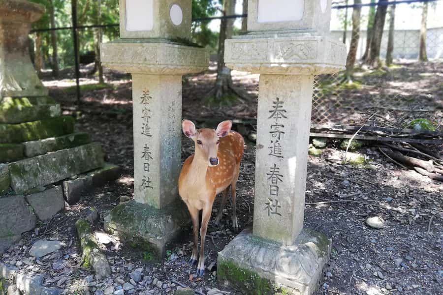 Nara: Half-Day UNESCO Heritage & Local Culture Walking Tour - What the guides add