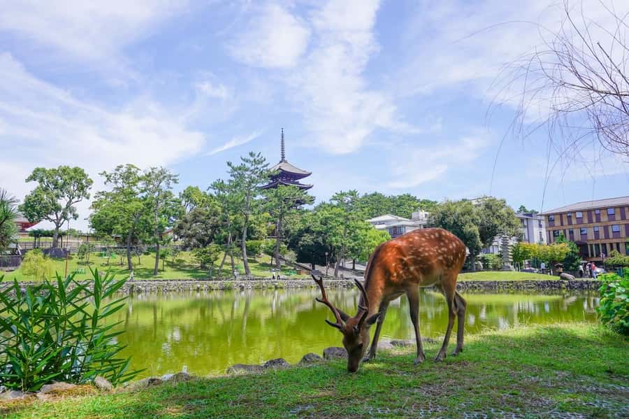 Nara: Half-Day UNESCO Heritage & Local Culture Walking Tour - Kofuku-ji and Nara’s religious mix