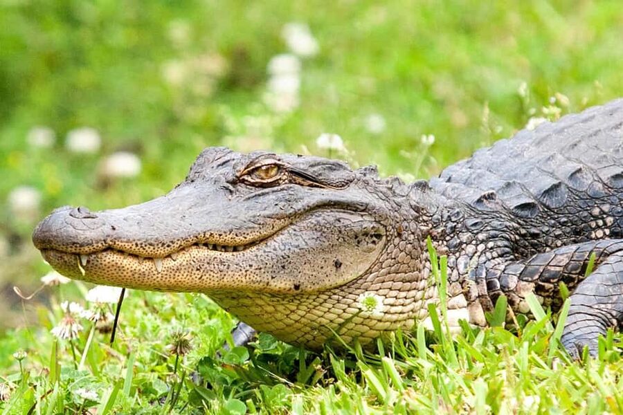 New Orleans: Swamp Boat Ride and Historic Plantation Tour - Price, timing, and practical value