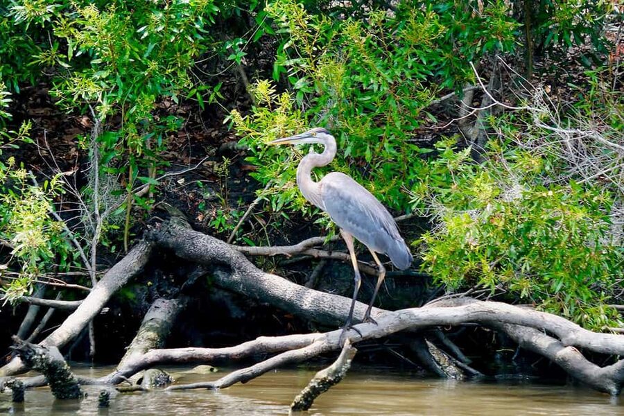 New Orleans: Swamp Boat Ride and Historic Plantation Tour - Is the New Orleans plantation and swamp tour worth booking?