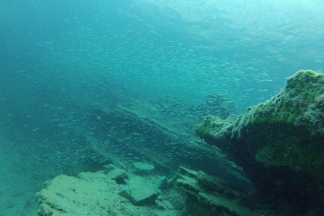 Olous – Guided Snorkelling Excursion to Discover Olous Sunken Ancient City - Fish, octopus, and starfish beside the ruins