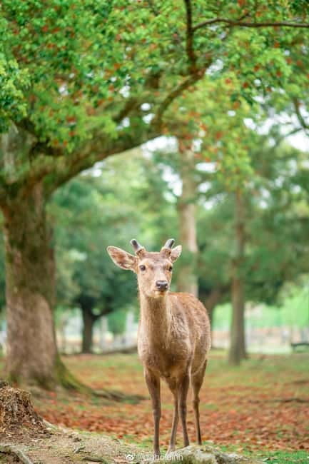 Osaka: Kyoto & Nara & Uji Historical and Scenic One-Day Tour - Byodoin Temple and the Phoenix Hall