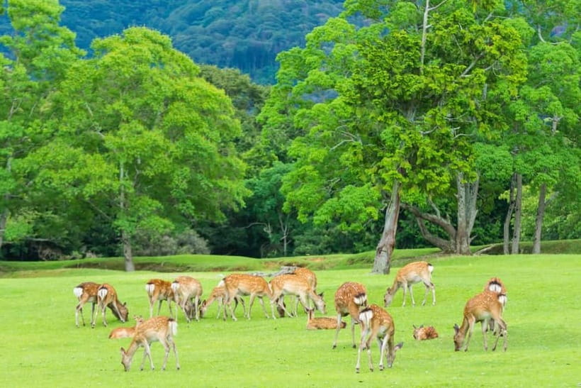 Osaka: Kyoto & Nara & Uji Historical and Scenic One-Day Tour - Who should book this day trip?