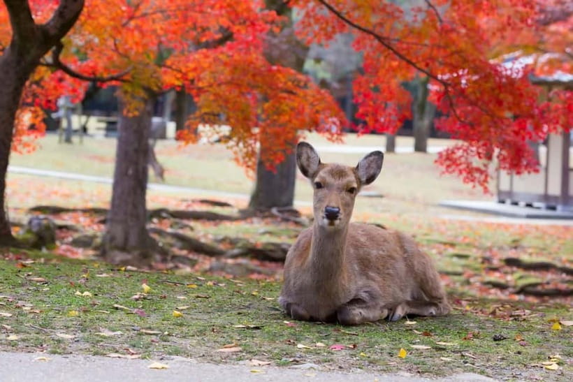 Osaka: Kyoto & Nara & Uji Historical and Scenic One-Day Tour - Should you book it?