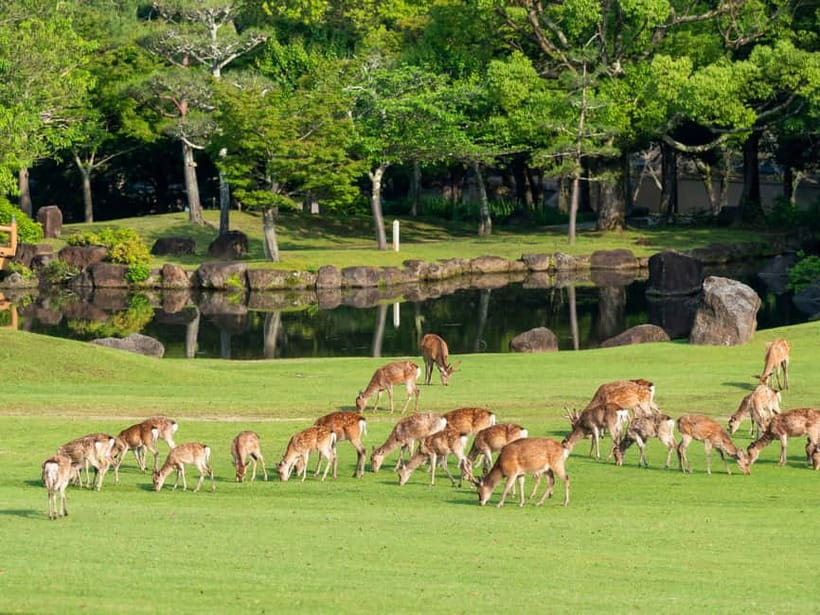 Osaka: Kyoto & Nara & Uji Historical and Scenic One-Day Tour - Nara Park and the careful art of feeding deer