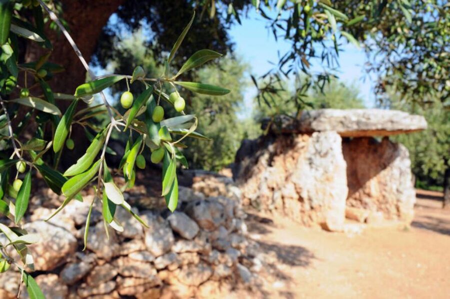 Ostuni: E-bike Tour, Ancient Olive Trees & Oil Tasting - Starting at Cooperativa L’Agricola Montalbanese
