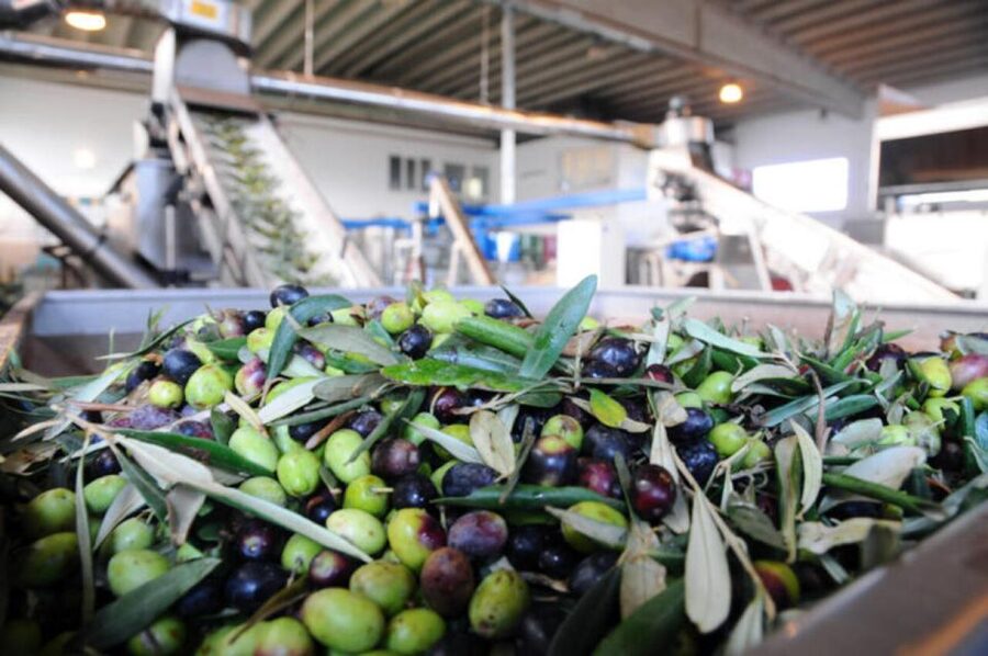 Ostuni: E-bike Tour, Ancient Olive Trees & Oil Tasting - E-bike choices and the real price
