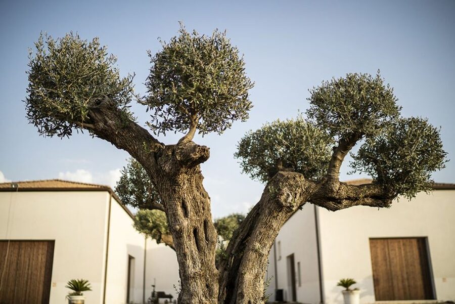 Partinico: Historic Sicilian Vineyard & Wine Tasting Tour - Inside the 600-square-meter Sicilian baglio