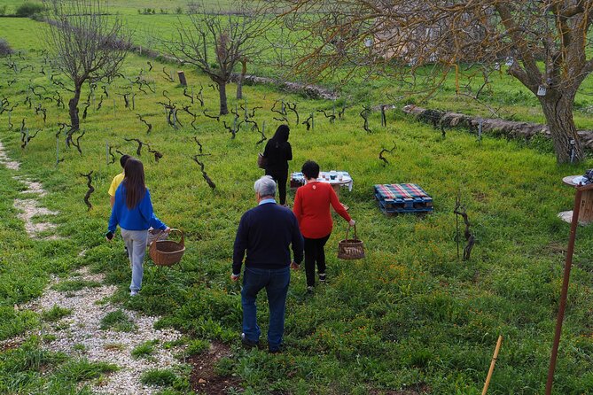Picnic aperitif in the vineyard of an ancient trullo in Martina Franca - Walking Among Susumaniello Vines and Old Trees