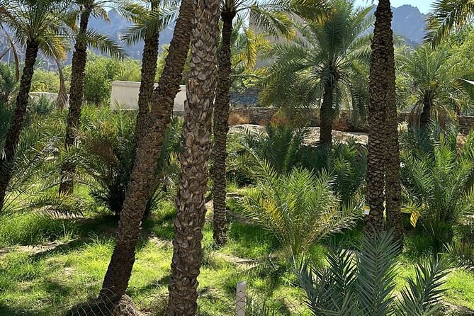 Private Full Day Hatta Visit Dam Heritage Village Lake - Lunch near Hatta, with the bill on you