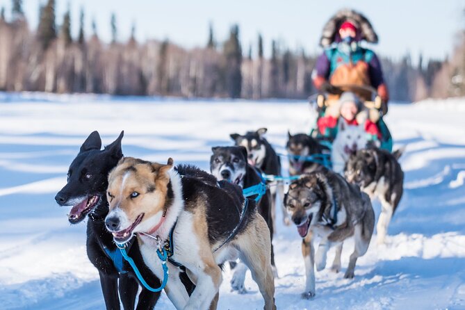 Private Guided Dog Sledding on the Historic Yukon Quest Trail - Key points to know before booking