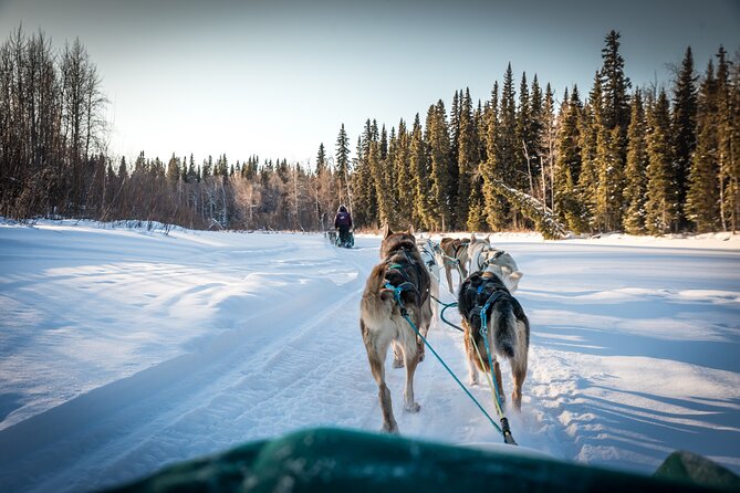 Private Guided Dog Sledding on the Historic Yukon Quest Trail - Meeting every dog before the sled moves