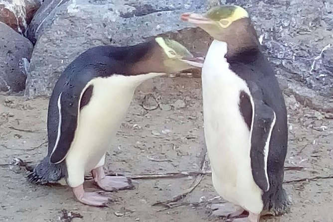 Private Guided Tour of Dunedin City Heritage and Unique Wildlife and Scenery - Why this private Dunedin tour works well