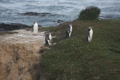 Private Guided Tour of Dunedin City Heritage and Unique Wildlife and Scenery