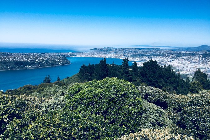 Private Guided Tour of Dunedin City Heritage and Unique Wildlife and Scenery - The Royal Albatross Centre at Taiaroa Head