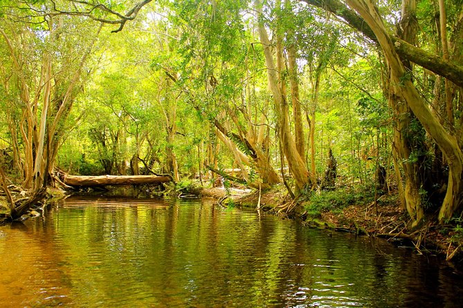 Private Half Day Tour: World Heritage Rainforest & Waterfall - Key points to know before you book