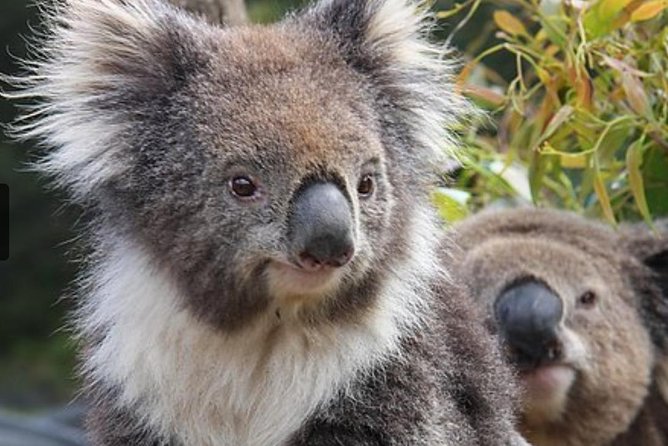 Private Half Day Tour: World Heritage Rainforest & Waterfall - What the private format adds