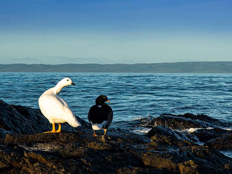 Punta Arenas: Fort Bulnes Historical Tour - What the $46 price includes