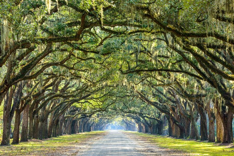 Savannah: History and Culture Walking Tour - Parking near Warren and Reynolds Squares