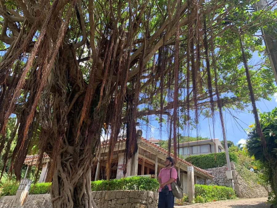 Shuri+Naha: Cycling Tour Explore Water Heritage with E-Bike - Why this e-bike tour gives you a different Naha