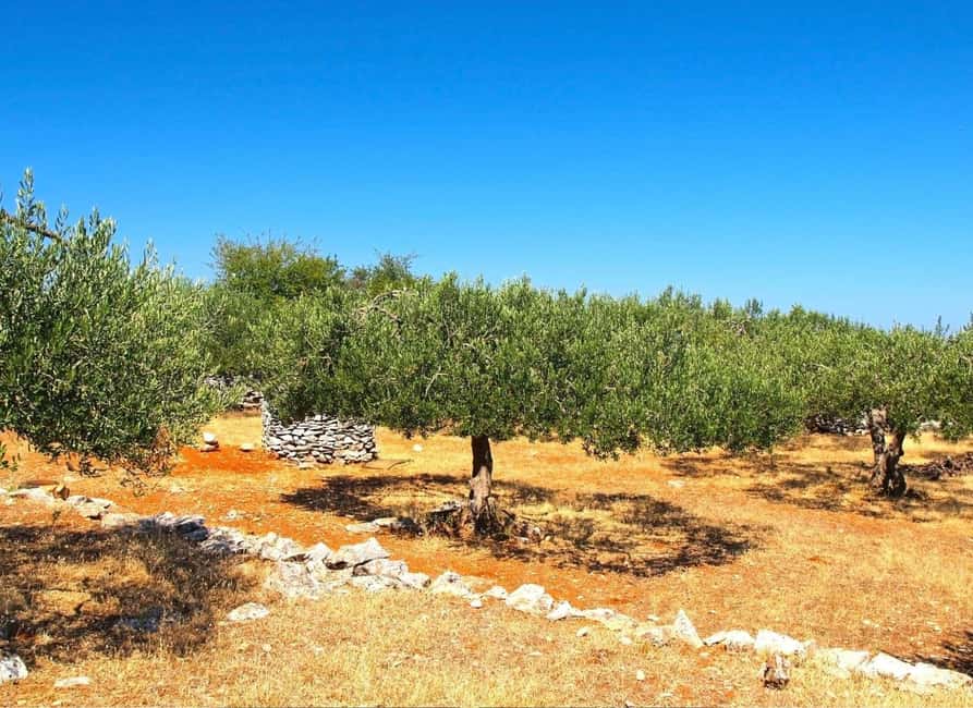 Šibenik: Croatia in a Day, Vistas, History, Olive Oil, Wine - Kaštel Benković and the region’s turbulent past