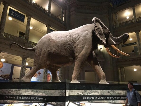 Smithsonian Museum of Natural History - Exclusive Guided Tour - Key points to know before you book