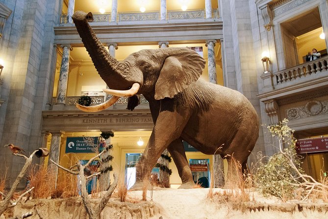 Smithsonian Museum of Natural History - Exclusive Guided Tour - Why a guide helps inside an 18-football-field museum