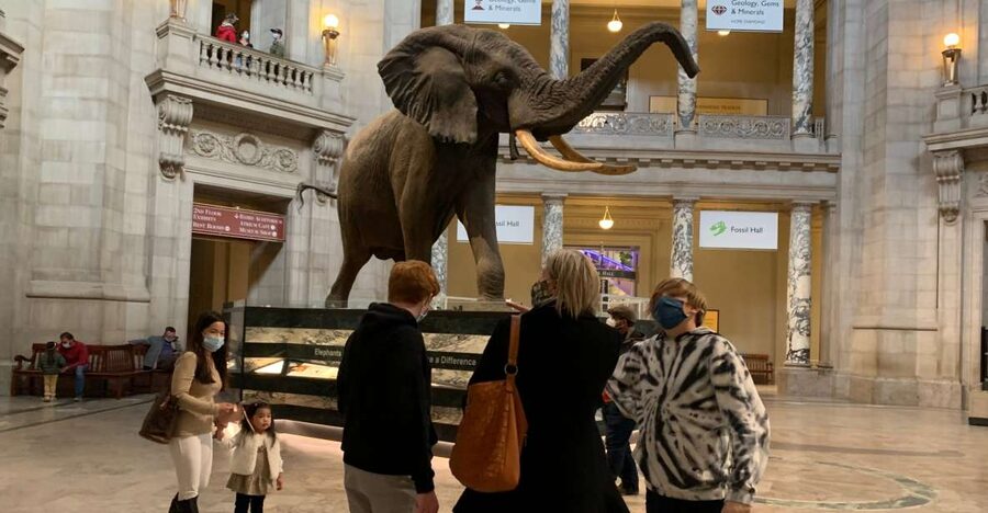 Smithsonian National Museum of Natural History Guided Tour - Key points at a glance