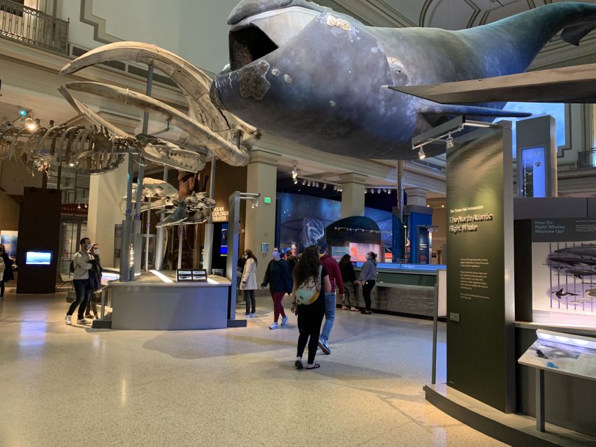 Smithsonian National Museum of Natural History Guided Tour - Practical ways to get more from the visit
