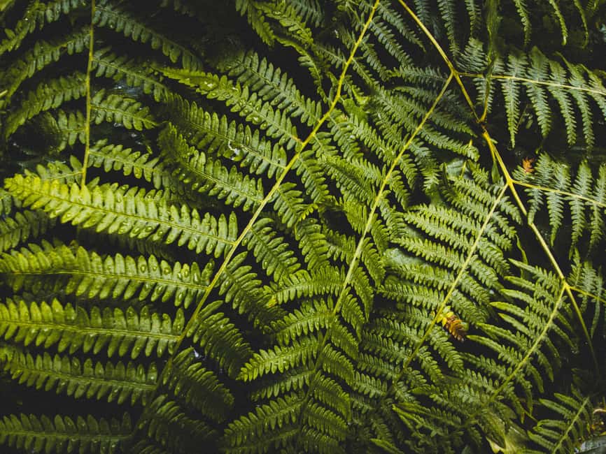 Snoqualmie, Twin Falls & Ancient Forest (Transport Included) - Why this half-day trip works from Seattle