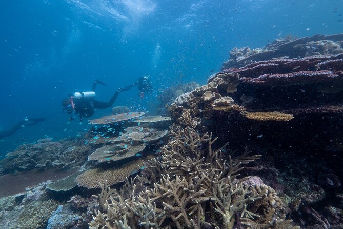 Snorkel & Dive the Reef: Sustainable, Scientific & Cultural Tour - Glass-bottom boats, semi-submersibles, and the observatory