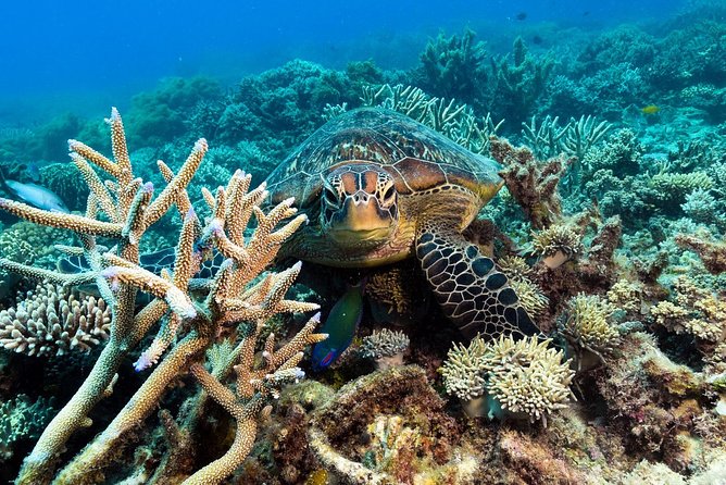 Snorkel & Dive the Reef: Sustainable, Scientific & Cultural Tour - Who will enjoy this tour most