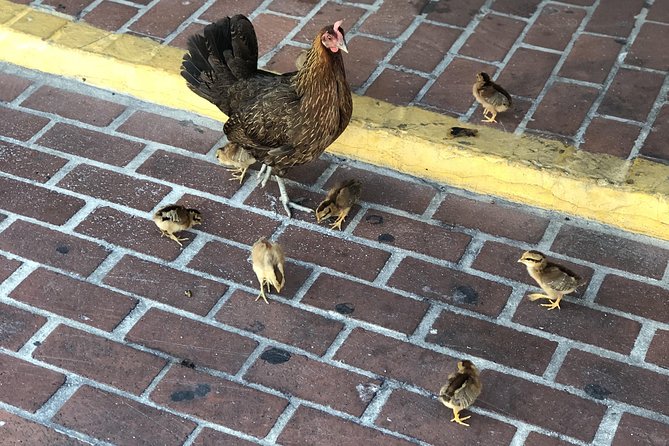 Southernmost Key West History and Culture Small-Group Walking Tour - Price, group size, and what you receive