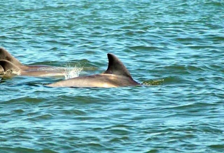 St. Augustine: Dolphin and Wildlife Historical Boat Tour - Key points at a glance