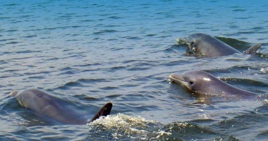 St. Augustine: Dolphin and Wildlife Historical Boat Tour - Why This One-Hour Cruise Is Worth Your Time