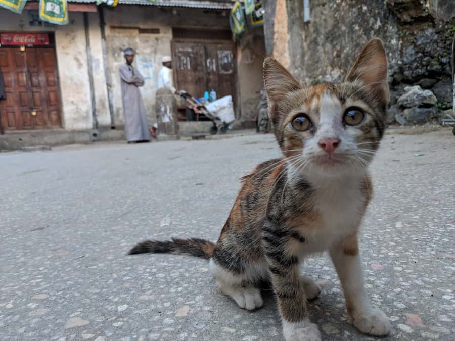Stonetown Historical Walking Tour & Traditional Lunch - Old Fort, Tippu Tip, and the layers of power
