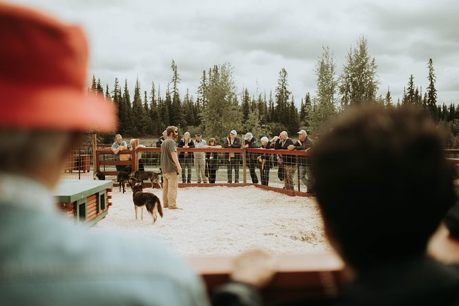Summer Kennel Visit at Historic Trail Breaker Kennel - Why this Fairbanks kennel visit is worth your time