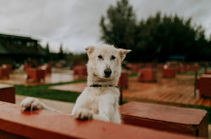 Summer Kennel Visit at Historic Trail Breaker Kennel - The puppy question: a charming bonus, not a promise