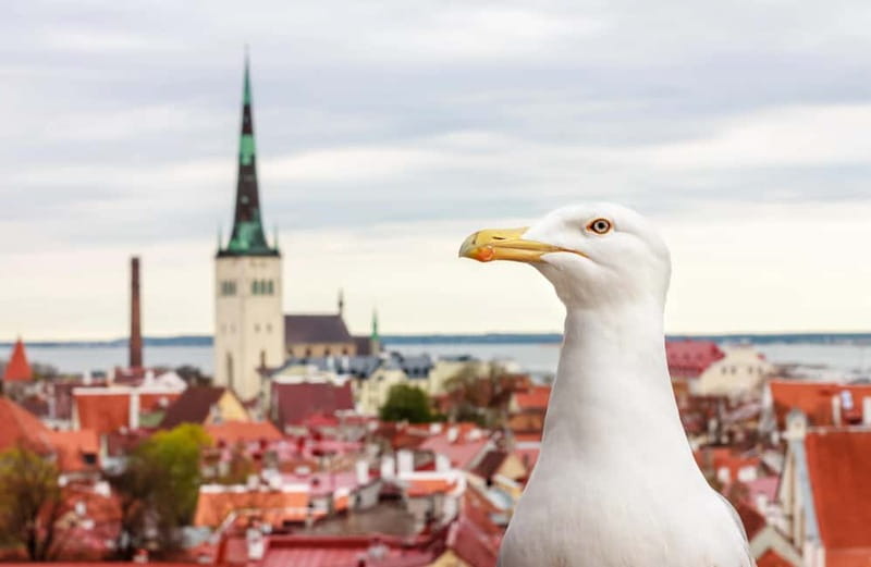 Tallinn: Guided Old Town Historical Walking Tour - Is $41 a fair price?